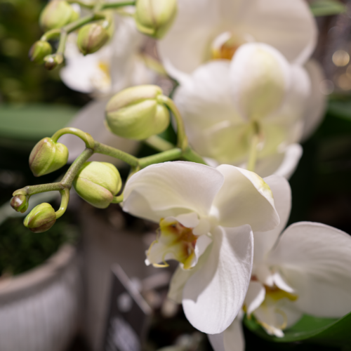 Orchideeën