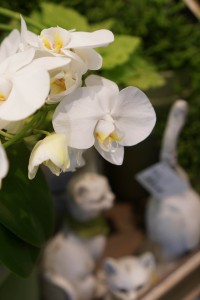 DSC05890